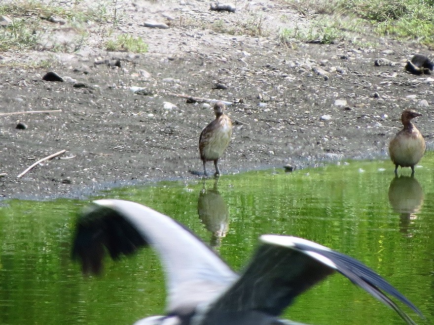 Little Grebe - ML622255896