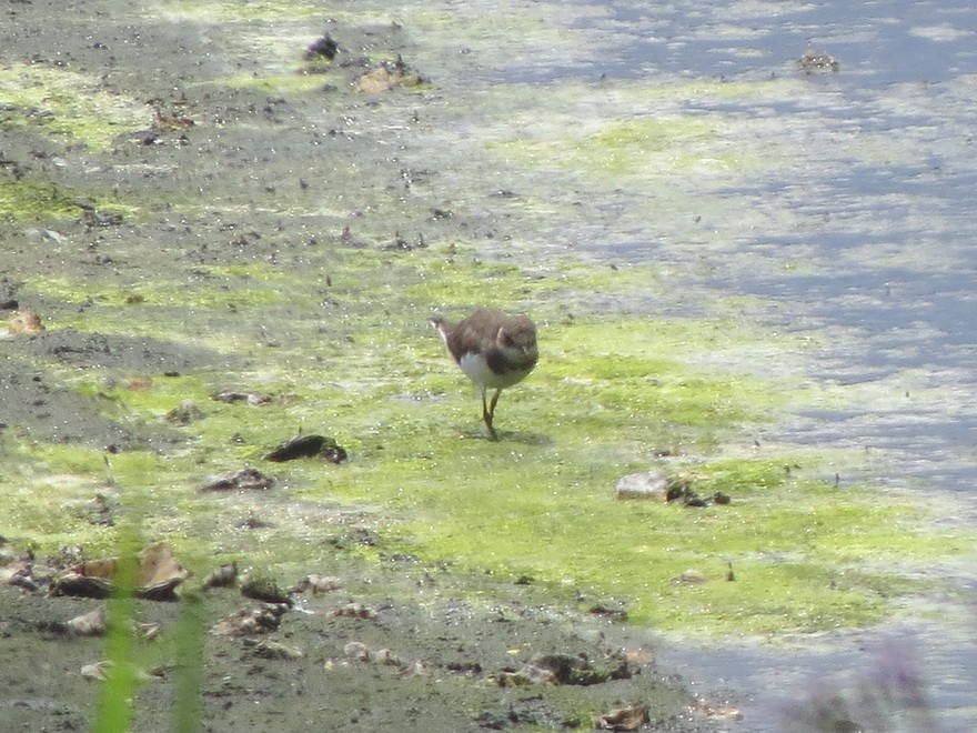 Little Ringed Plover - ML622255899