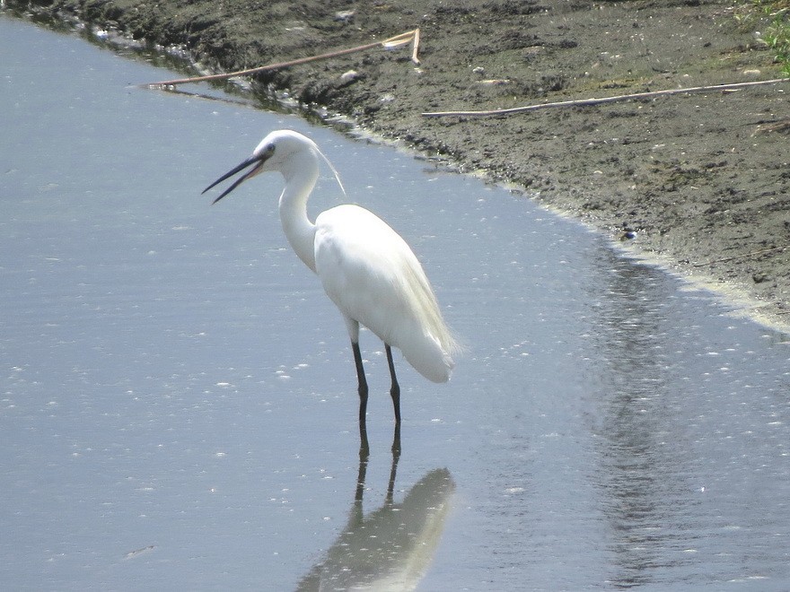 Little Egret - ML622255901