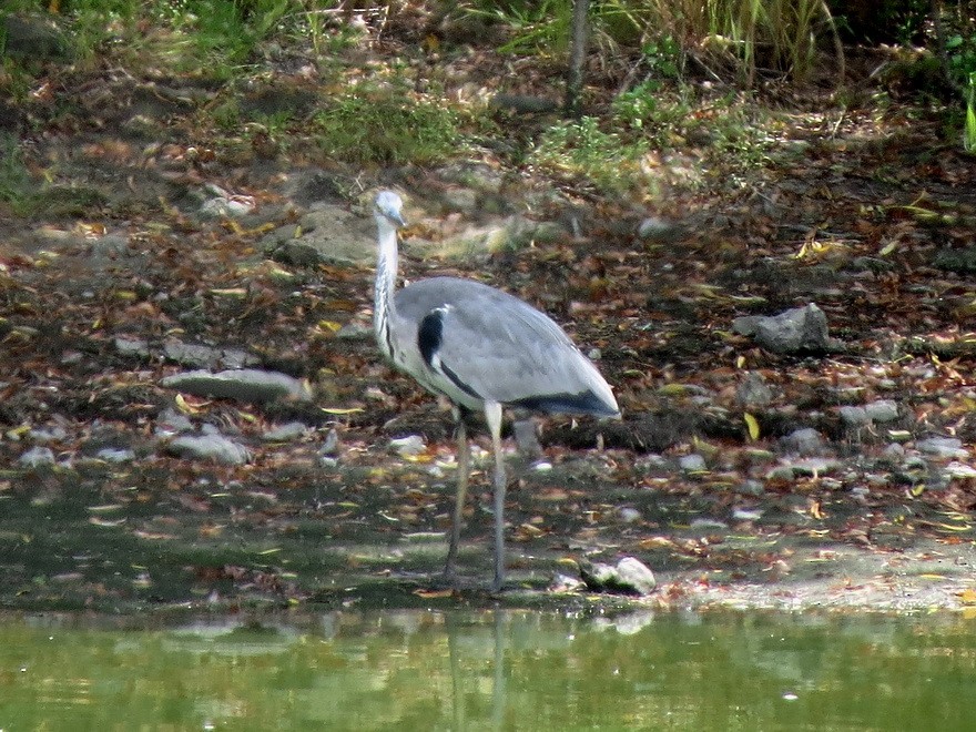 Gray Heron - ML622255903