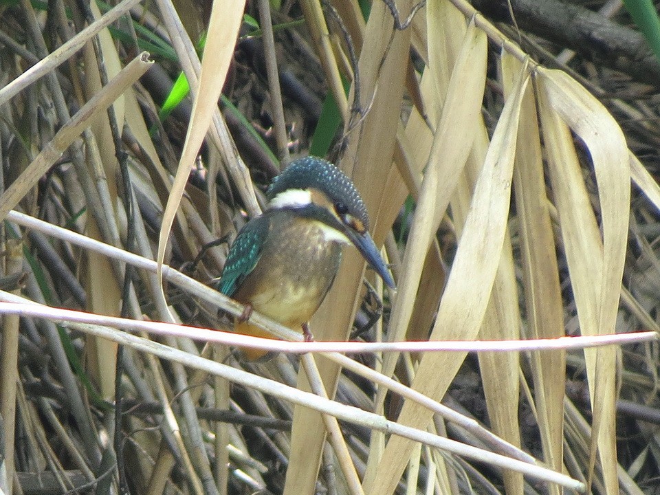 Common Kingfisher - HITOSHI IIZUMI