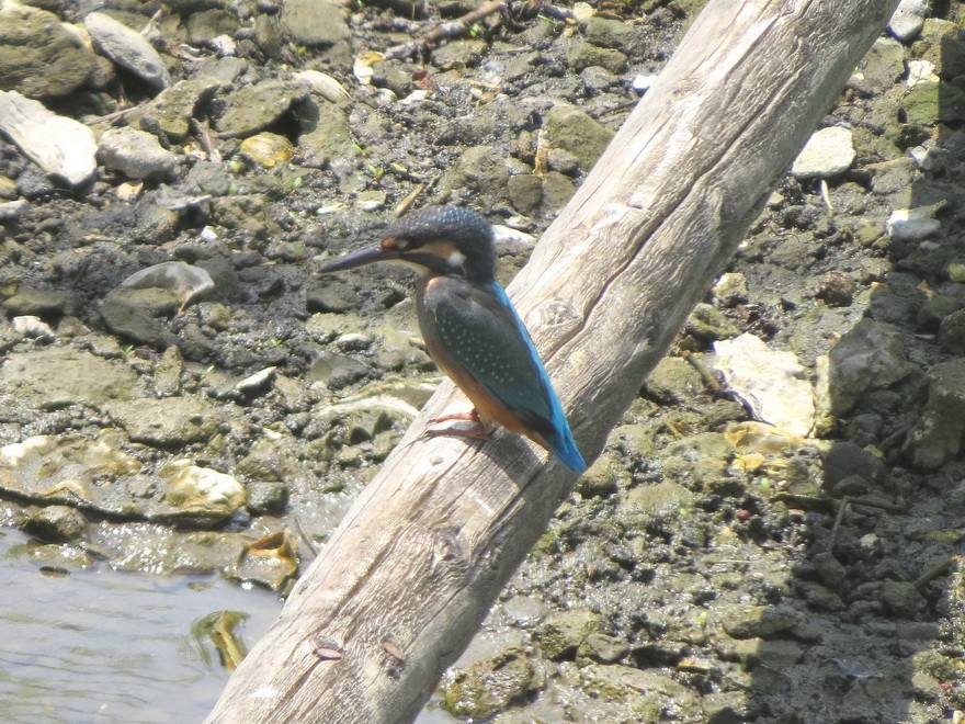 Common Kingfisher - ML622255906