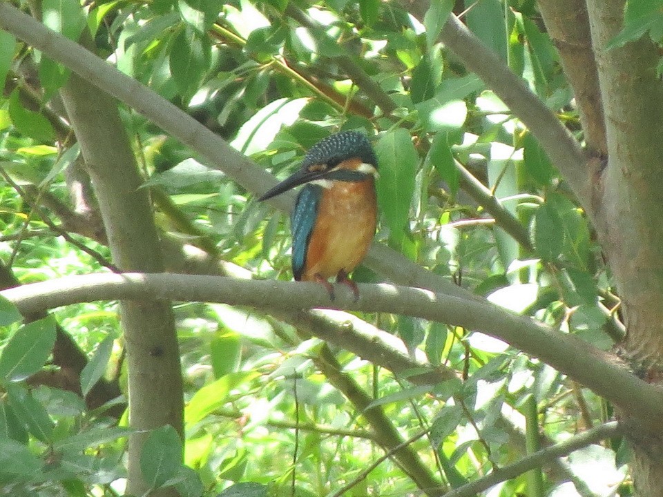 Common Kingfisher - ML622255908