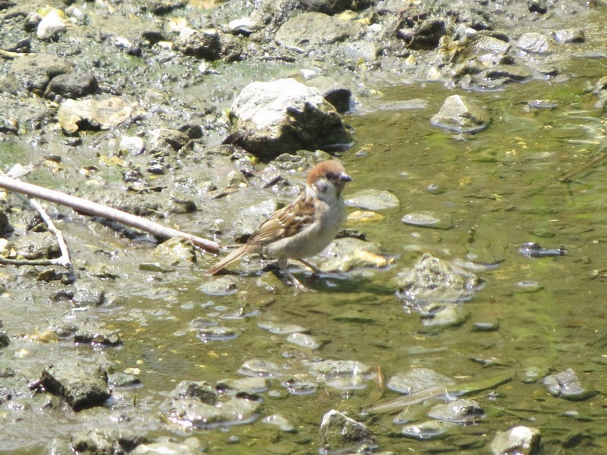 Eurasian Tree Sparrow - HITOSHI IIZUMI