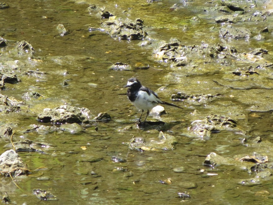 Japanese Wagtail - ML622255916