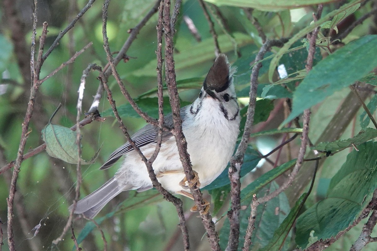 Taiwan Yuhina - ML622256067