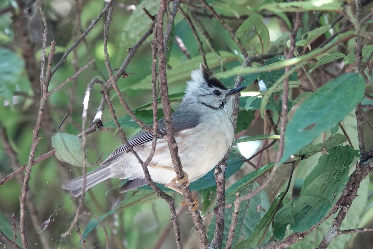 Taiwan Yuhina - ML622256068