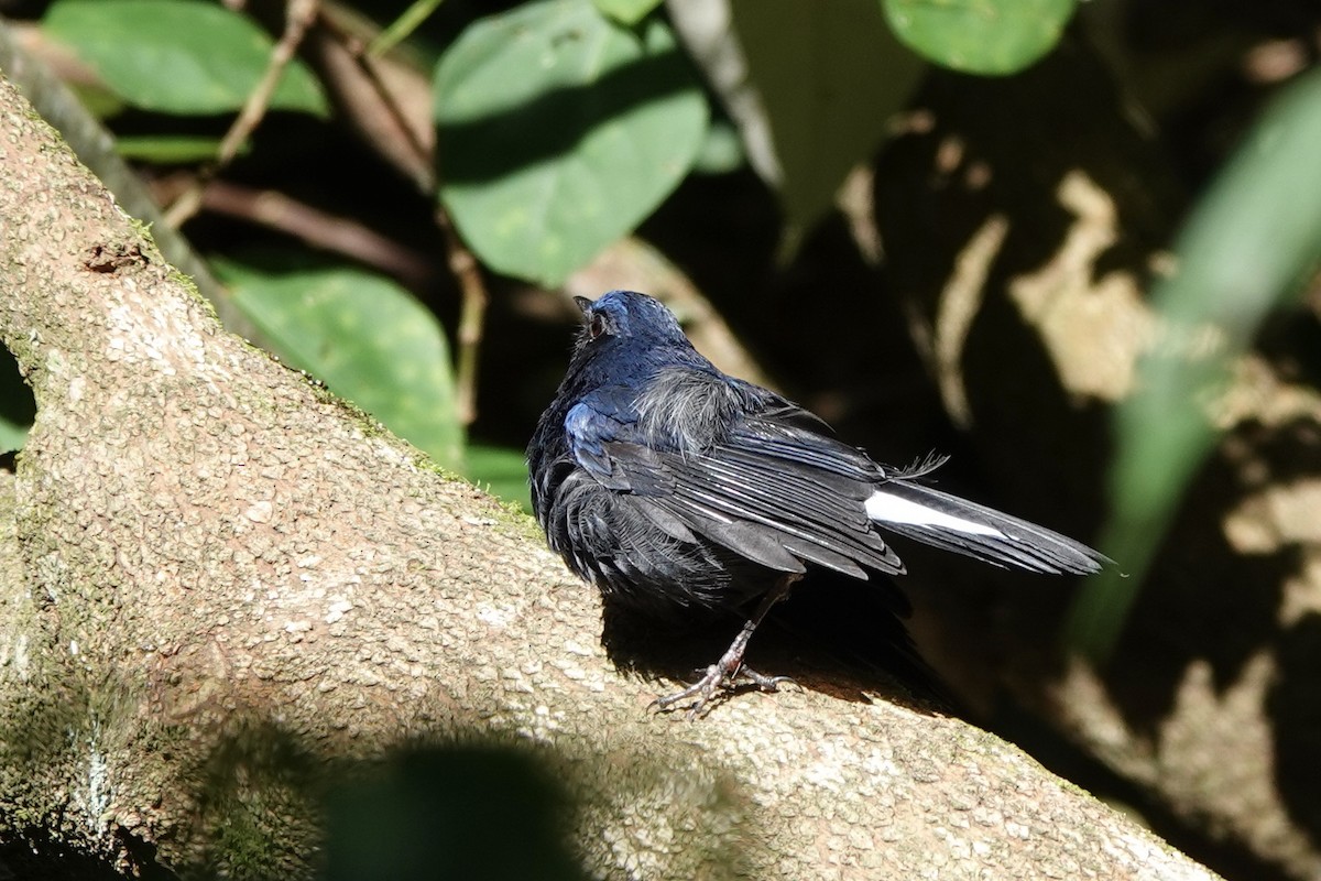 White-tailed Robin - ML622256077