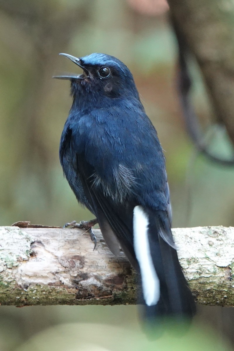 White-tailed Robin - ML622256078