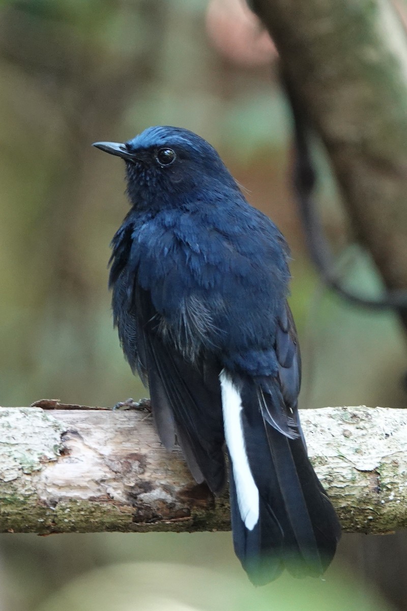 White-tailed Robin - ML622256080