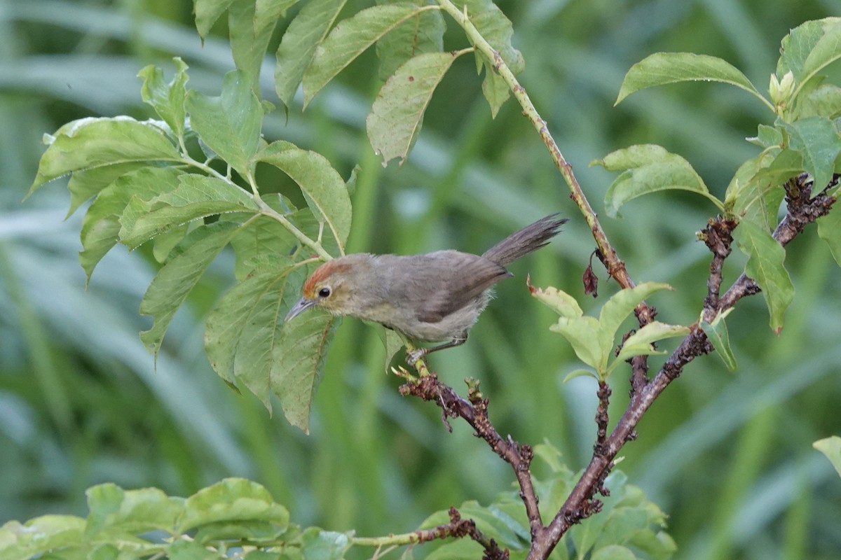 Rufous-capped Babbler - ML622256094