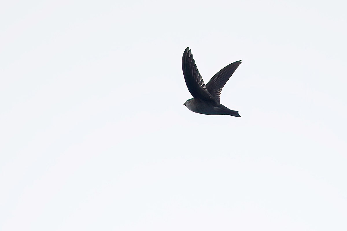 Glossy Swiftlet - ML622256101