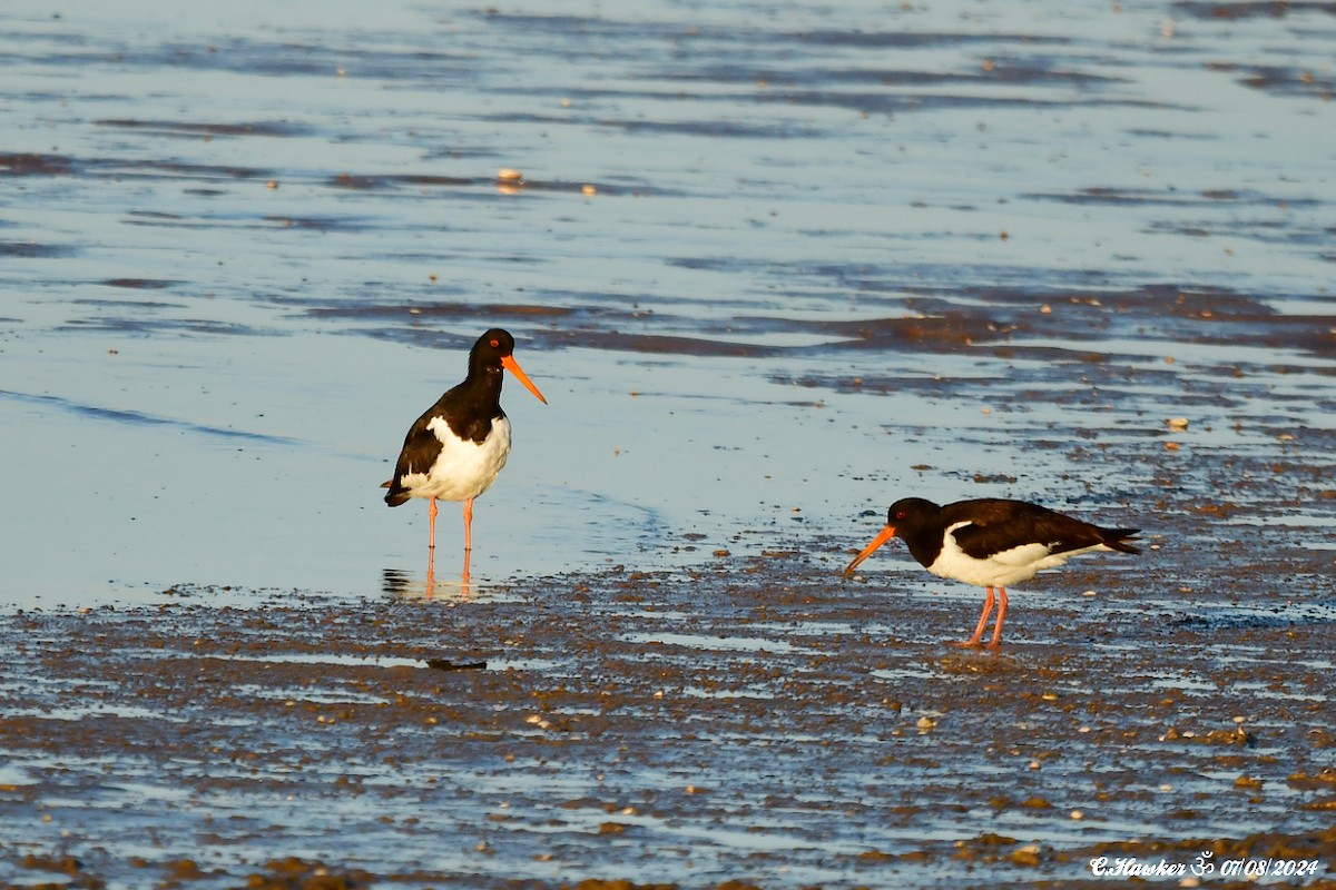 Eurasian Oystercatcher - ML622256109