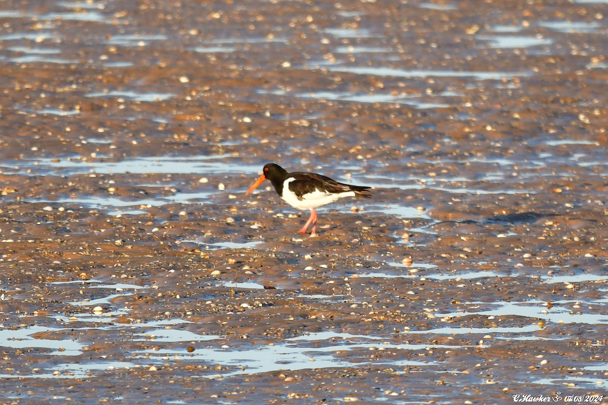 Eurasian Oystercatcher - ML622256111