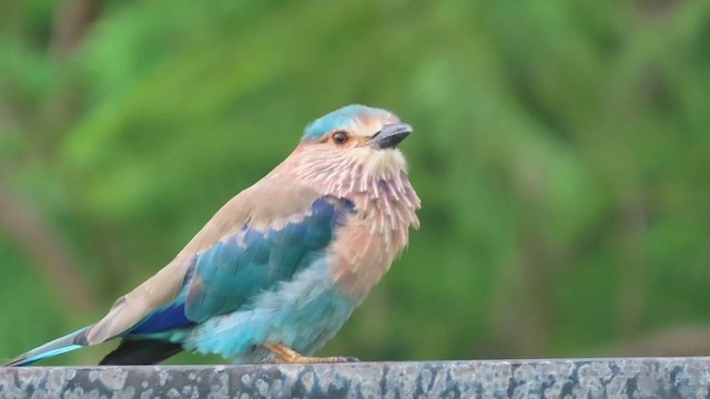 Indian Roller - ML622256145