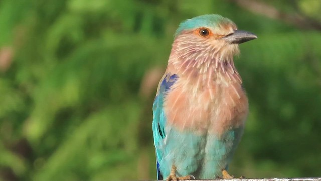 Indian Roller - ML622256150