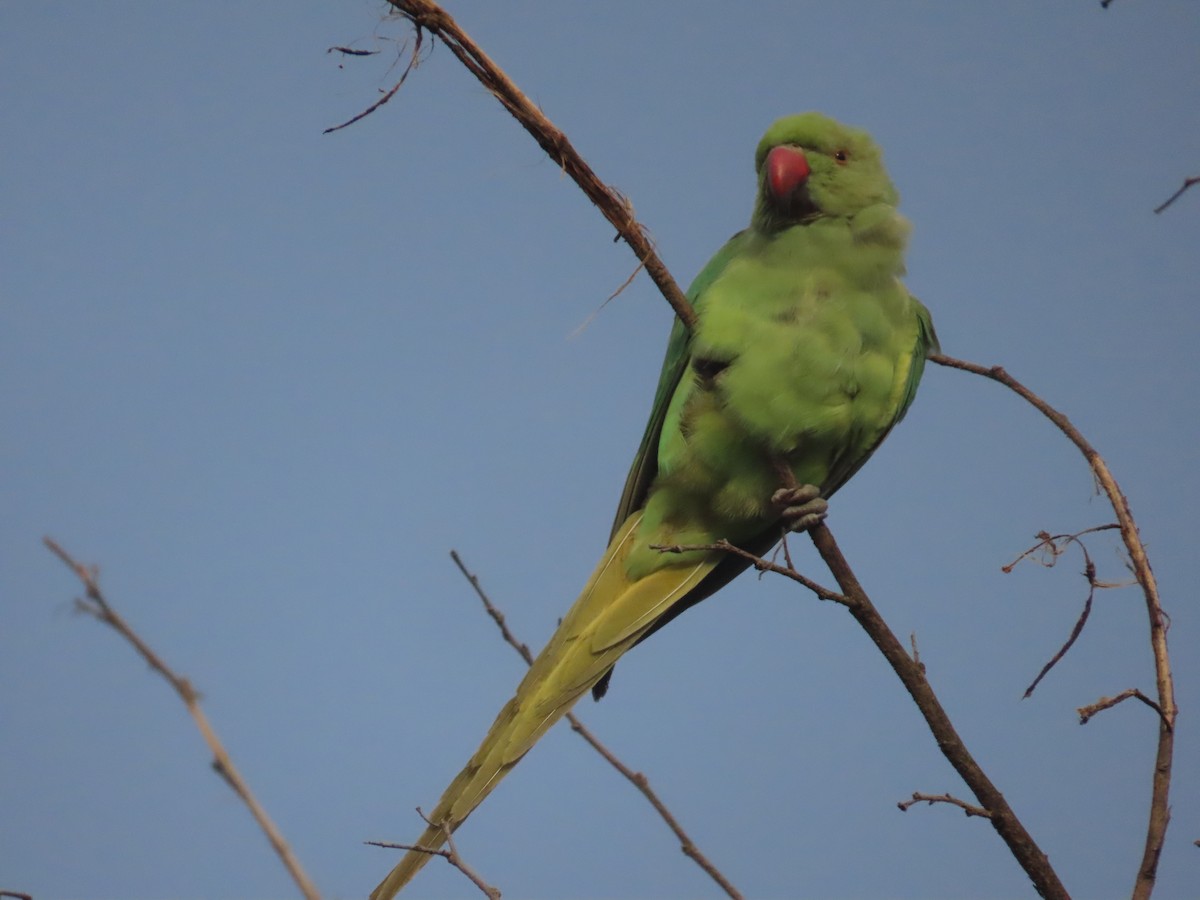 Rose-ringed Parakeet - ML622256151