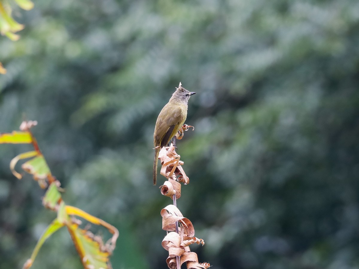 Flavescent Bulbul - Supot Surapaetang