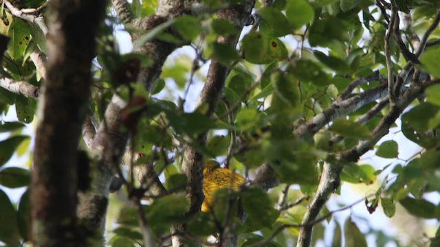 Golden Dove - ML622256169
