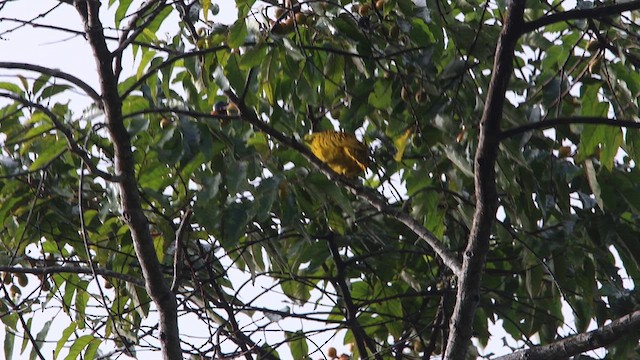 Golden Dove - ML622256170