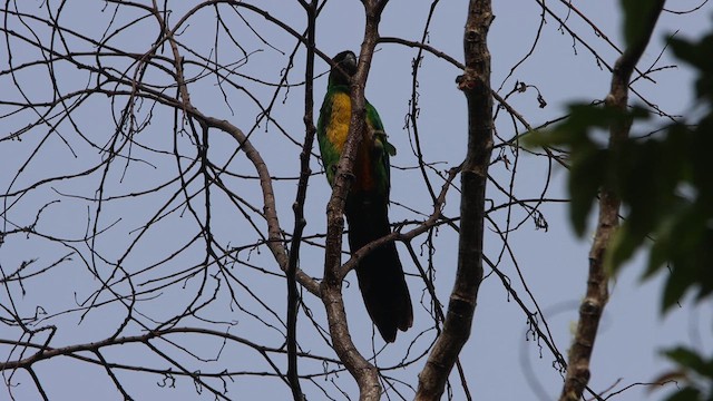 Masked Shining-Parrot - ML622256201
