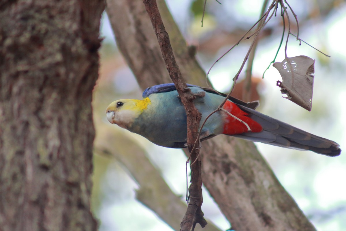 Pale-headed Rosella - ML622256213