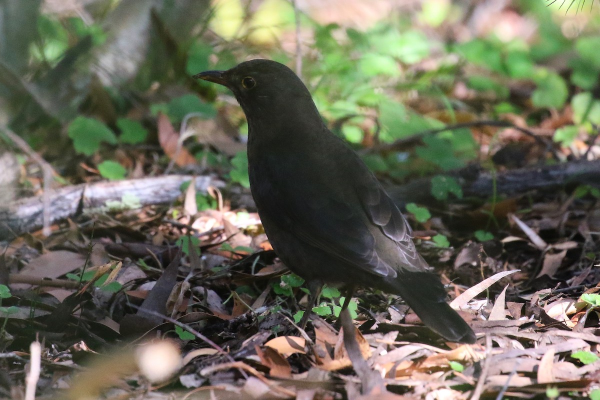 Eurasian Blackbird - ML622256259