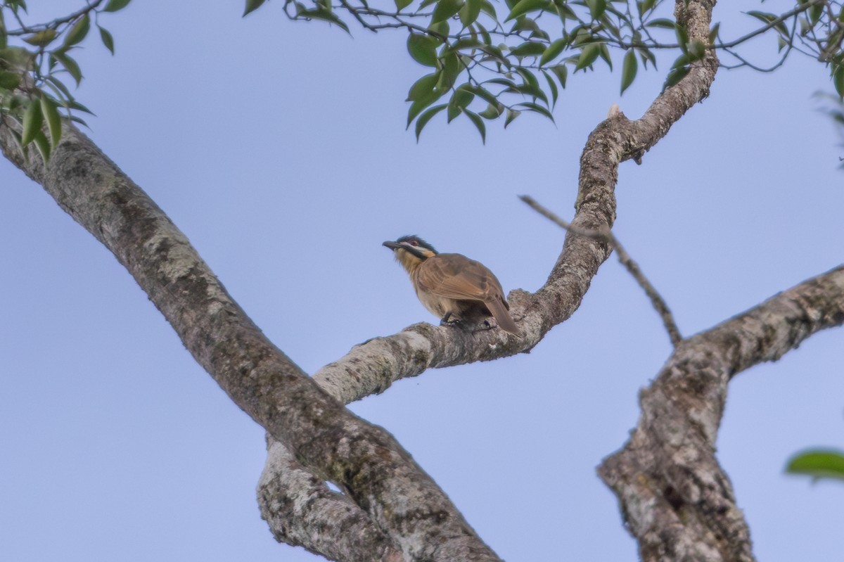 Dwarf Koel - ML622256275