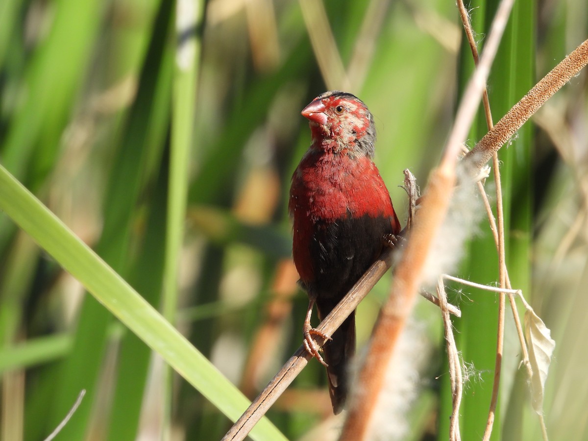 Crimson Finch - ML622256281