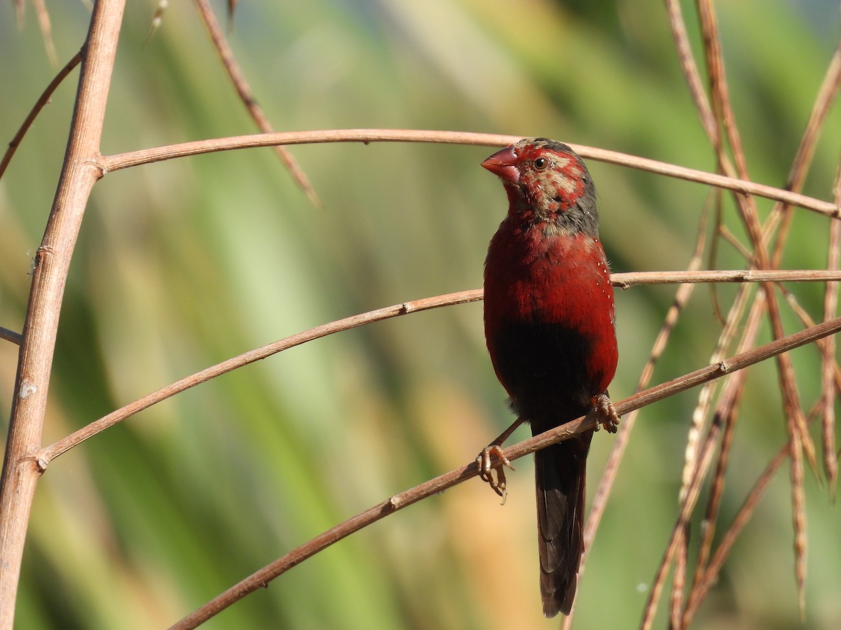 Crimson Finch - ML622256282