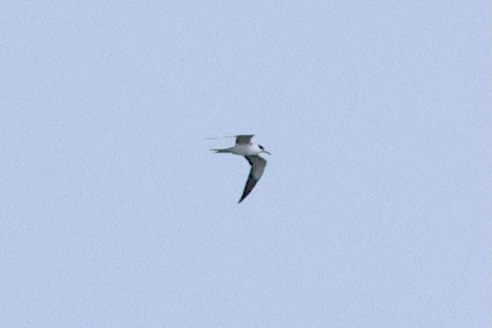 Sooty Tern - ML622256301