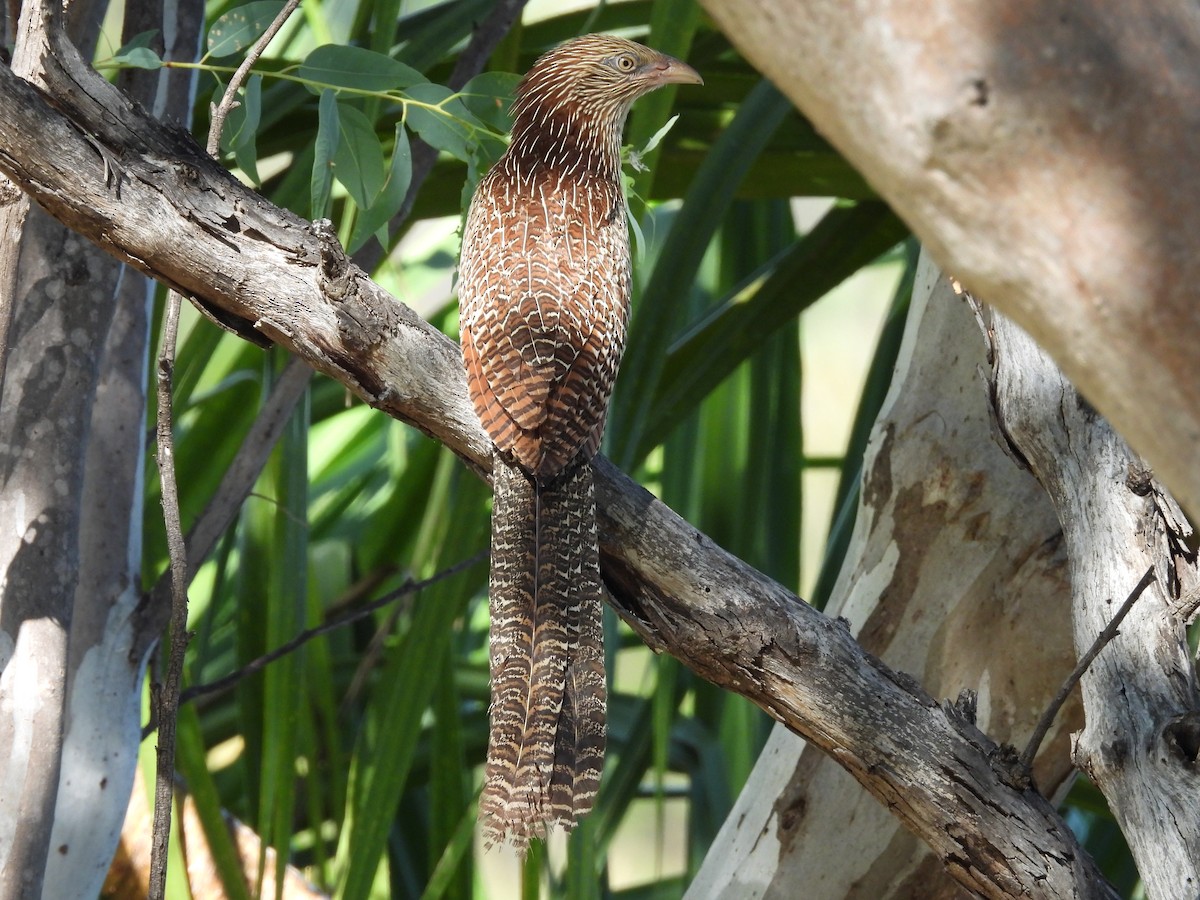 Pheasant Coucal - ML622256336