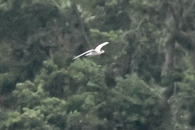 Sandwich Tern - ML622256340