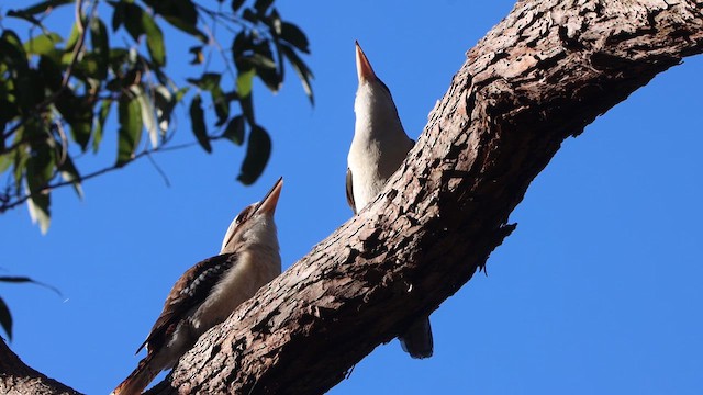 Laughing Kookaburra - ML622256349
