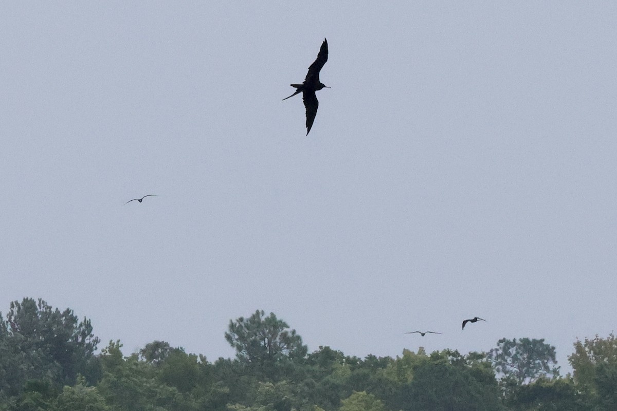 Magnificent Frigatebird - ML622256356