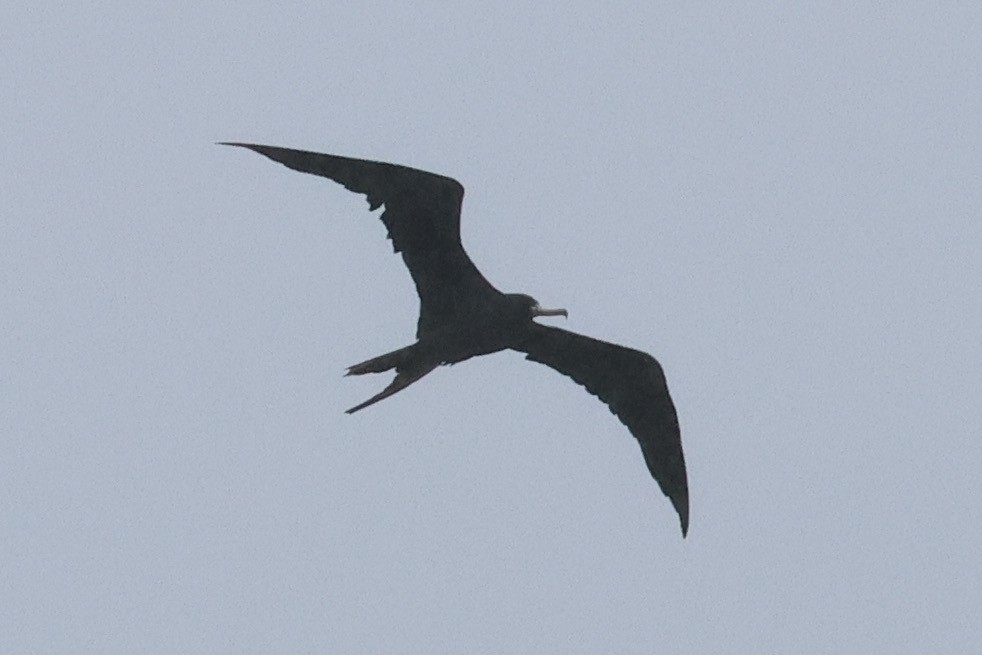 Magnificent Frigatebird - ML622256357