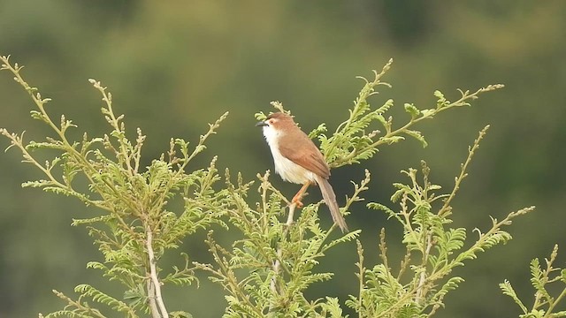Yellow-eyed Babbler - ML622256402