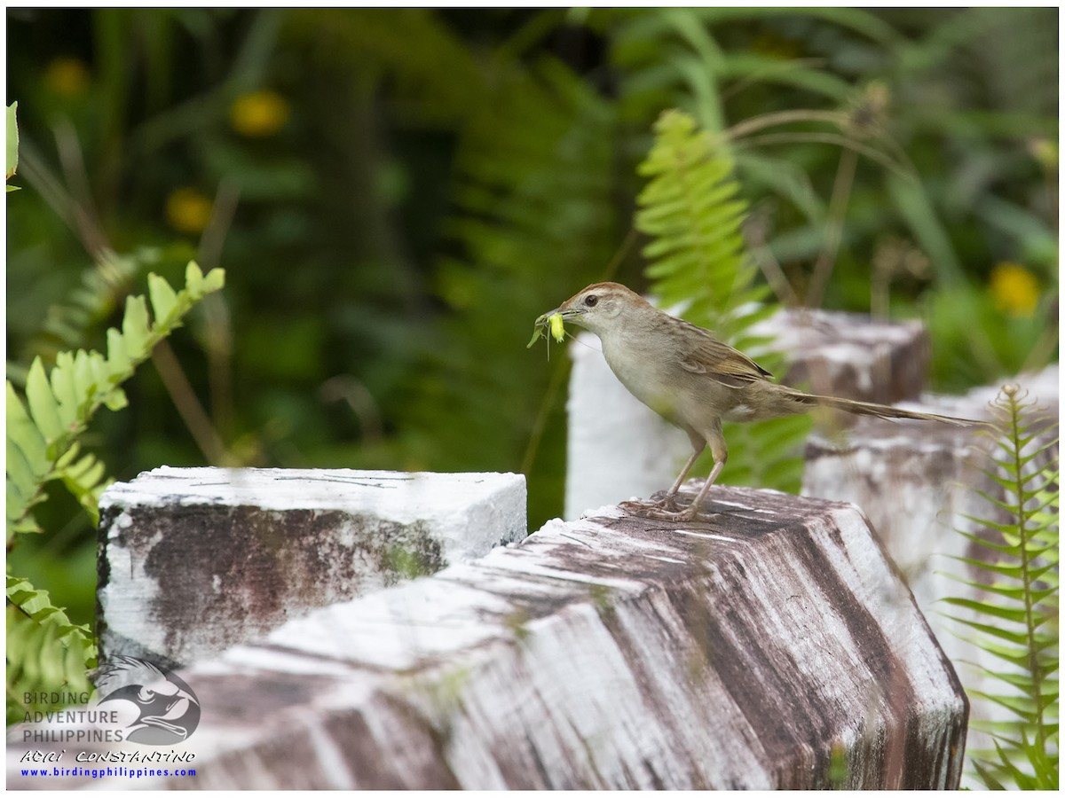 Tawny Grassbird - ML622256429