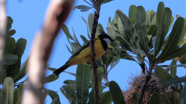 Golden Whistler (Eastern) - ML622256436