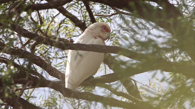 Long-billed Corella - ML622256441