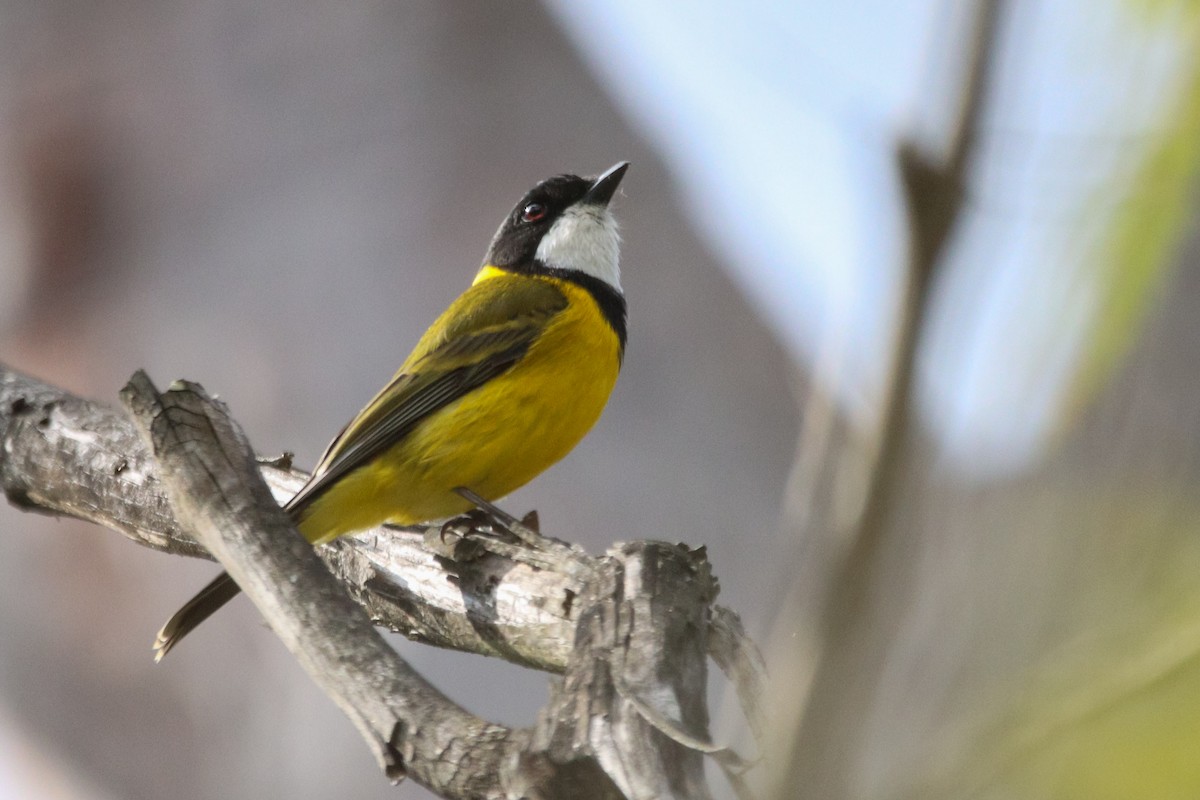Golden Whistler (Eastern) - ML622256443