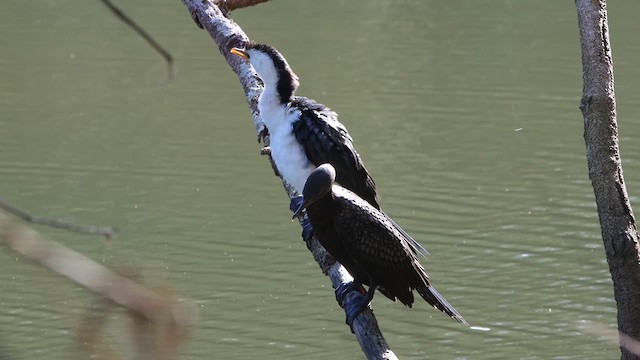 Cormoran pie - ML622256449