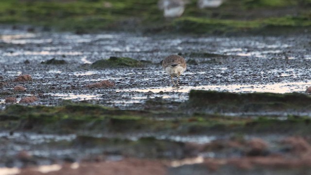 Double-banded Plover - ML622256452