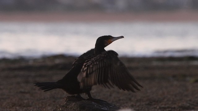 Grand Cormoran - ML622256462