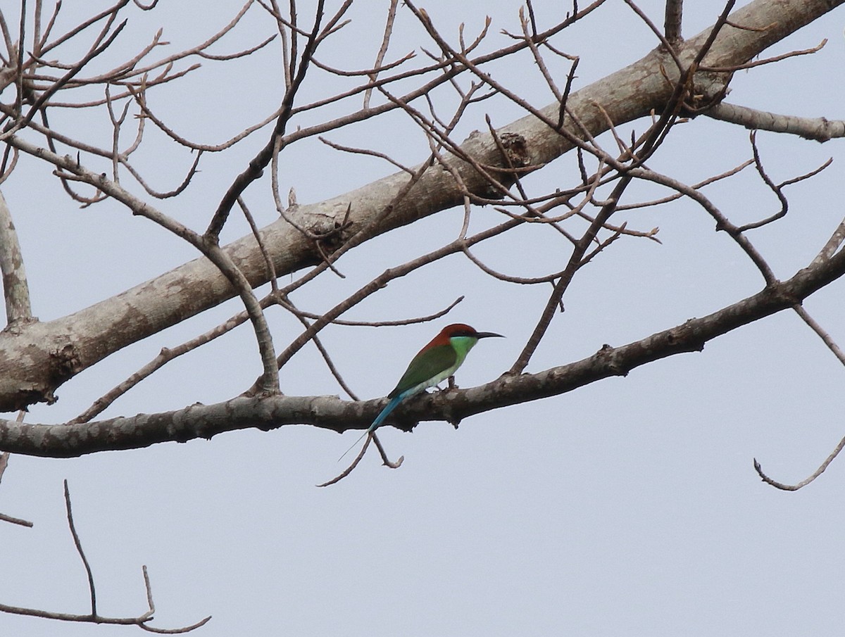 Rufous-crowned Bee-eater - ML622256474