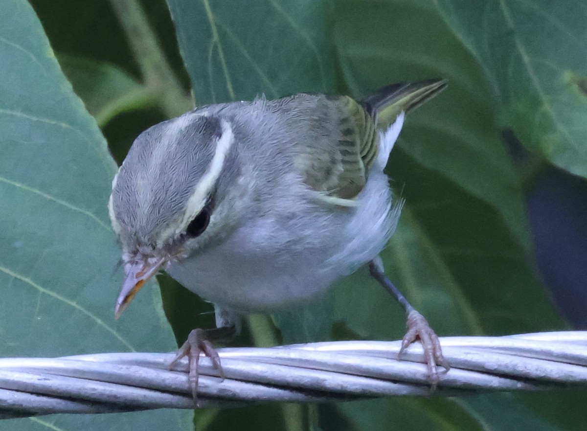 Western Crowned Warbler - Hanan Jacoby