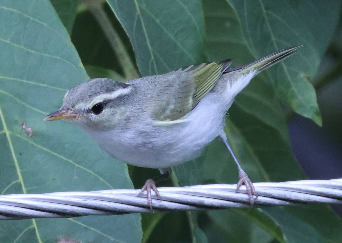 Western Crowned Warbler - ML622256518