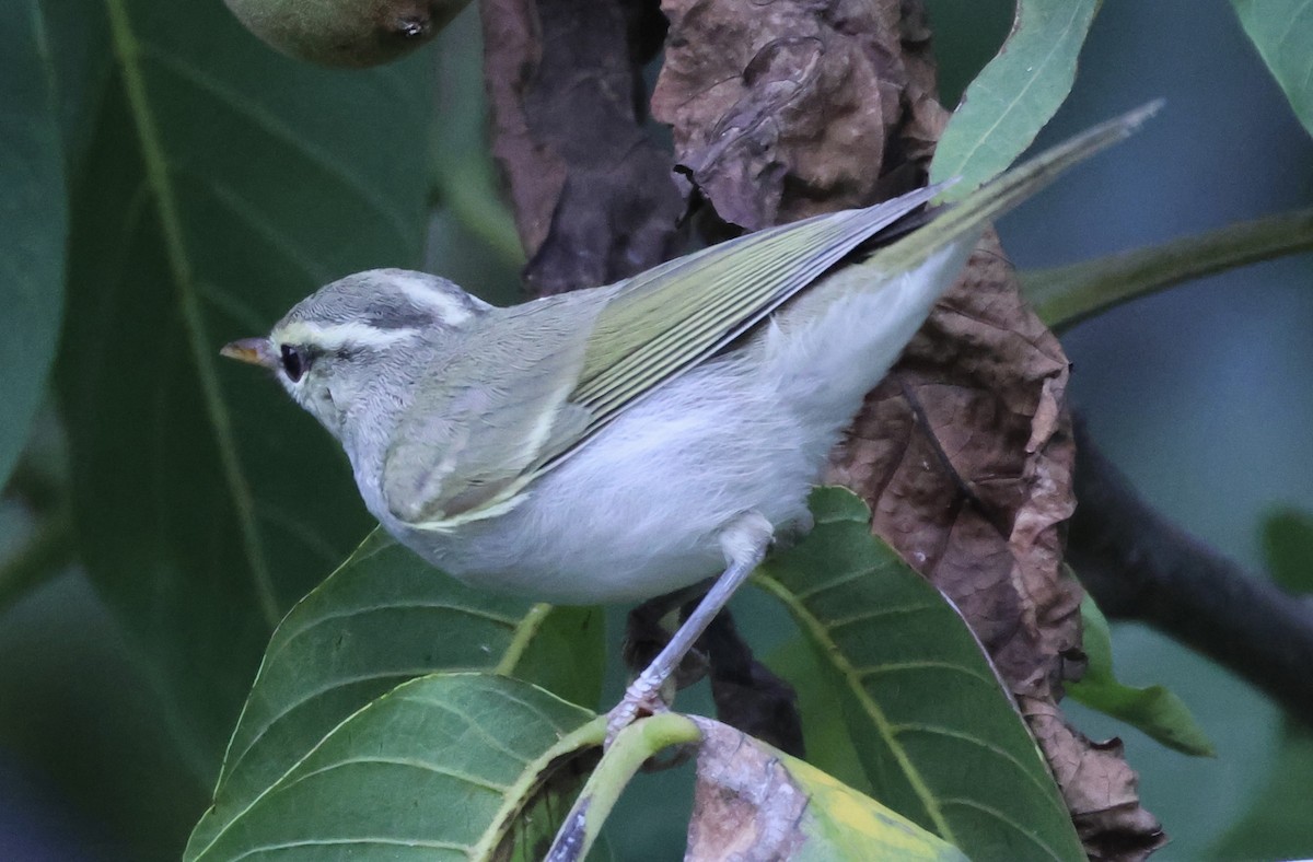 Western Crowned Warbler - ML622256519