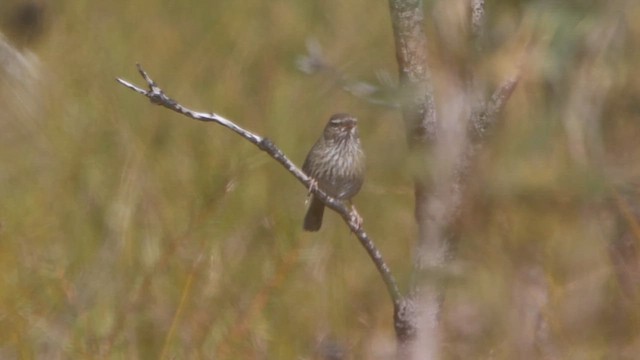 Chestnut-rumped Heathwren - ML622256534