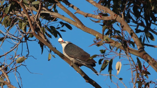 White-headed Pigeon - ML622256554